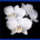 kommunion symbole004