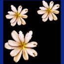 kommunion symbole005