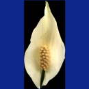 kommunion symbole006