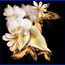 kommunions symbole049