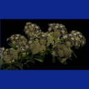 komunions symbole055