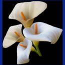 kommunions symbole060